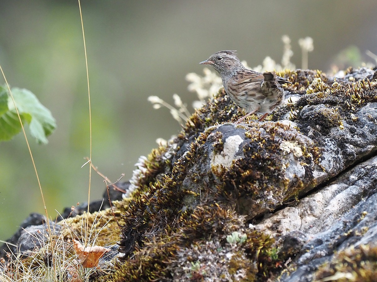 Dunnock - ML641504895