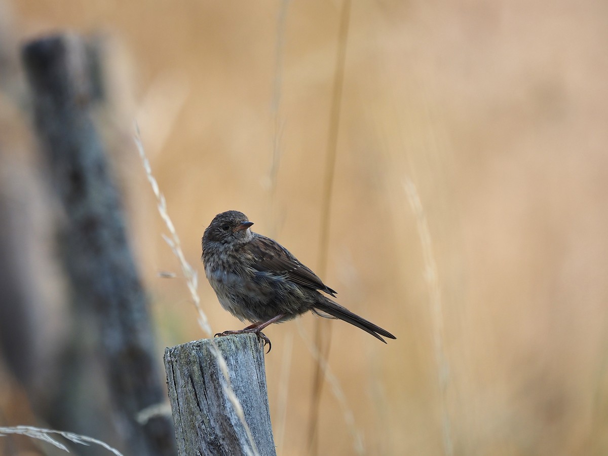 Dunnock - ML641504918