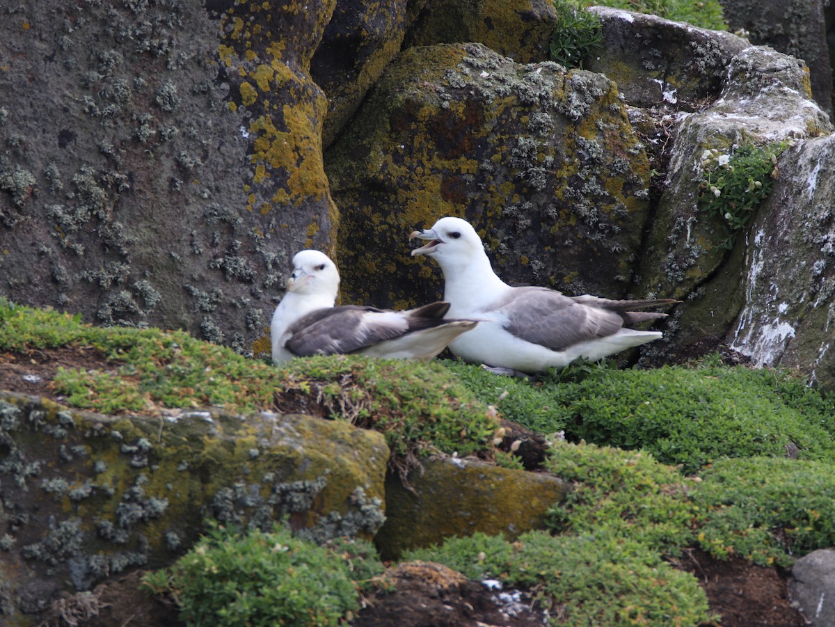 Northern Fulmar - ML641504925