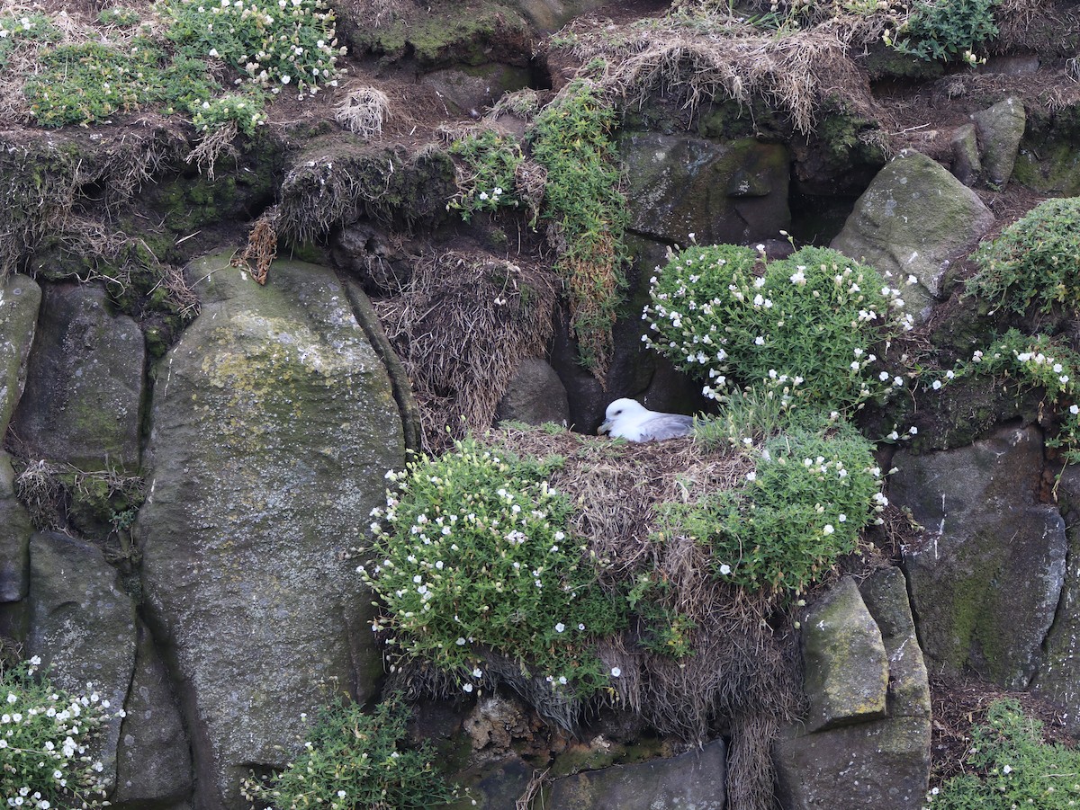 Northern Fulmar - ML641504927
