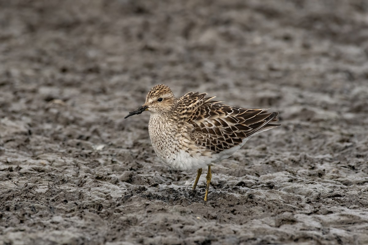 Pectoral Sandpiper - ML641504941