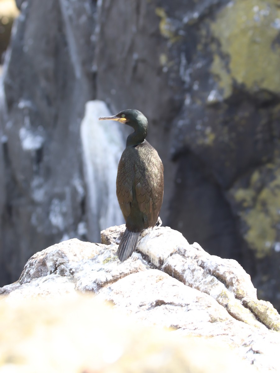 European Shag - ML641504987