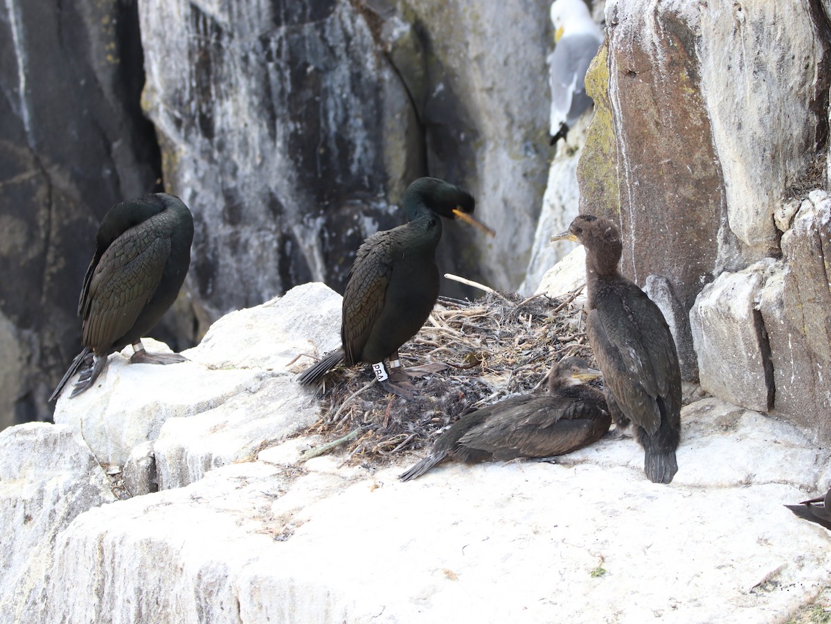 European Shag - ML641504989