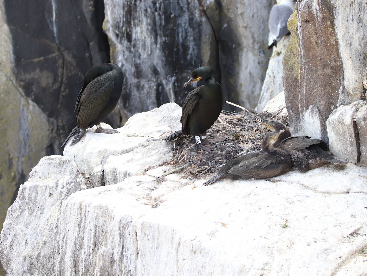 European Shag - ML641504991