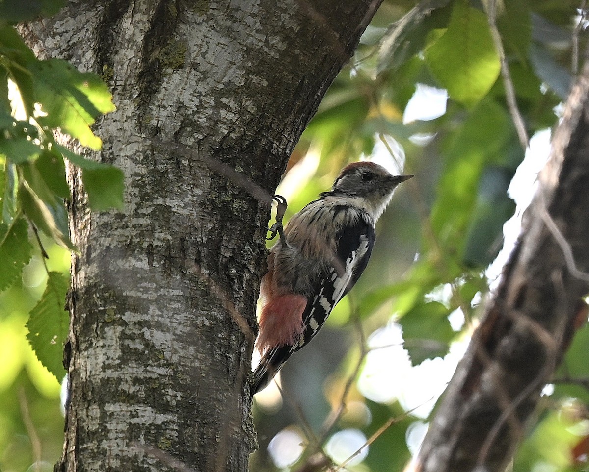 Middle Spotted Woodpecker - ML641505030