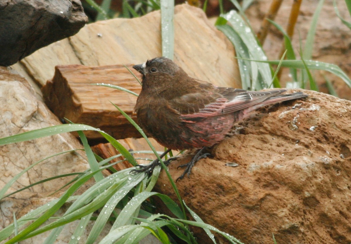 Brown-capped Rosy-Finch - ML641505097