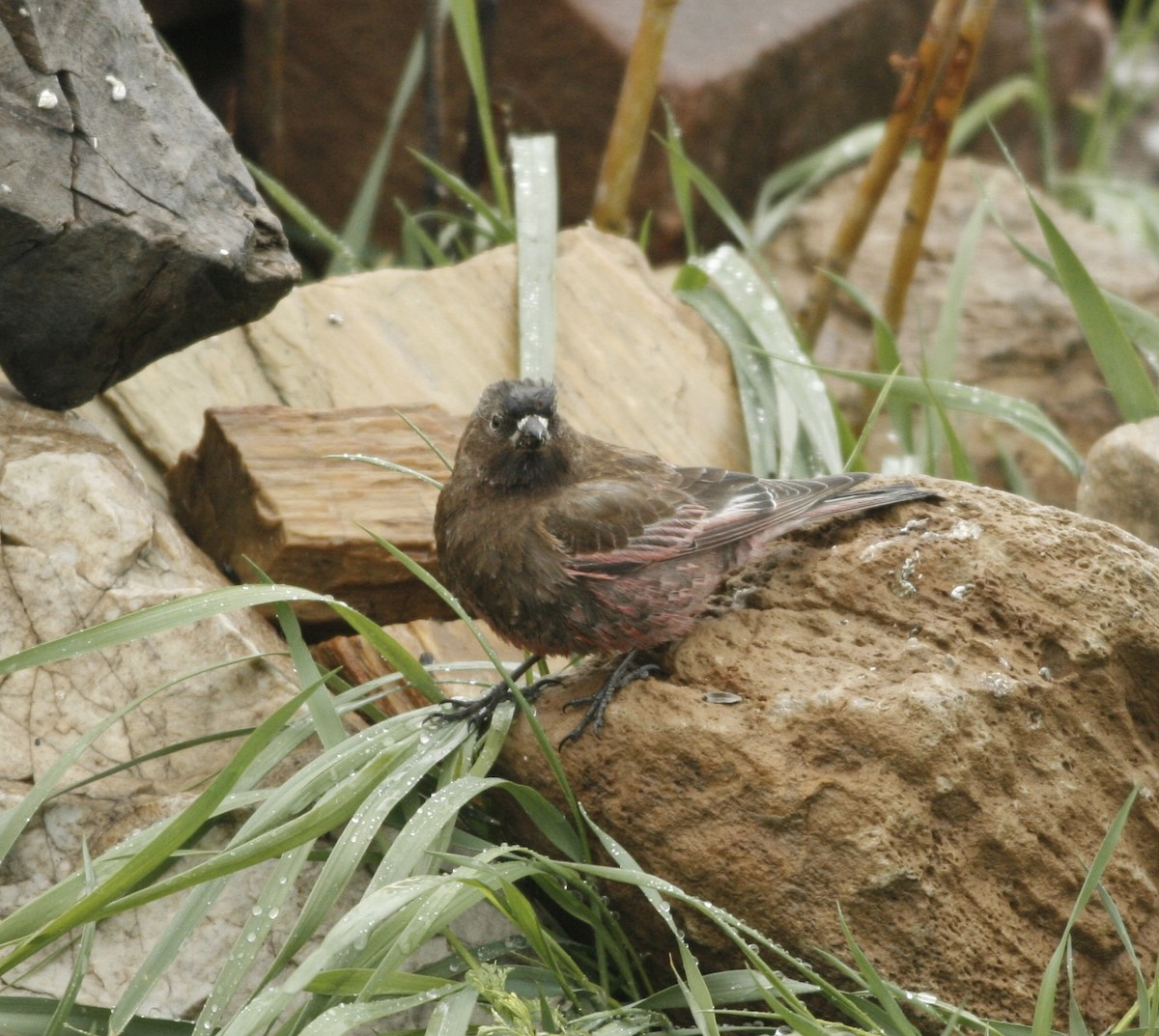 Brown-capped Rosy-Finch - ML641505098