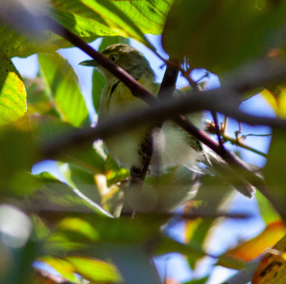 White-eyed Vireo - ML641505118
