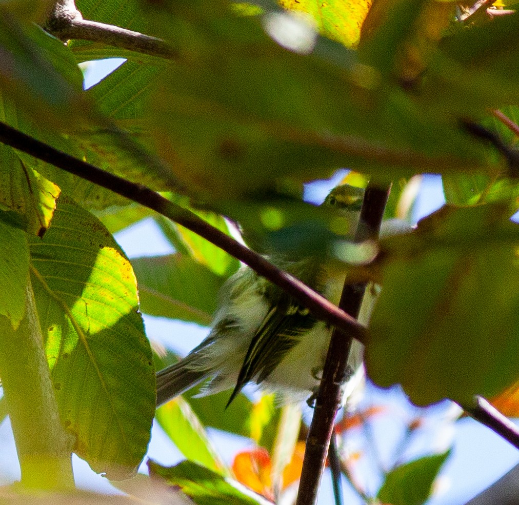 White-eyed Vireo - ML641505119