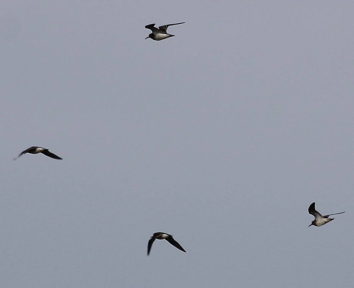 Pectoral Sandpiper - ML641505137