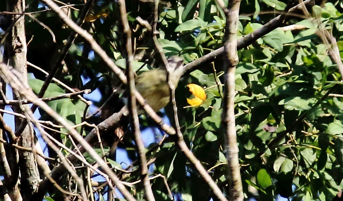 Gray-headed Elaenia - ML641505212
