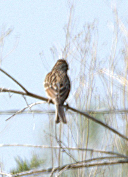Brewer's Sparrow - ML641505251