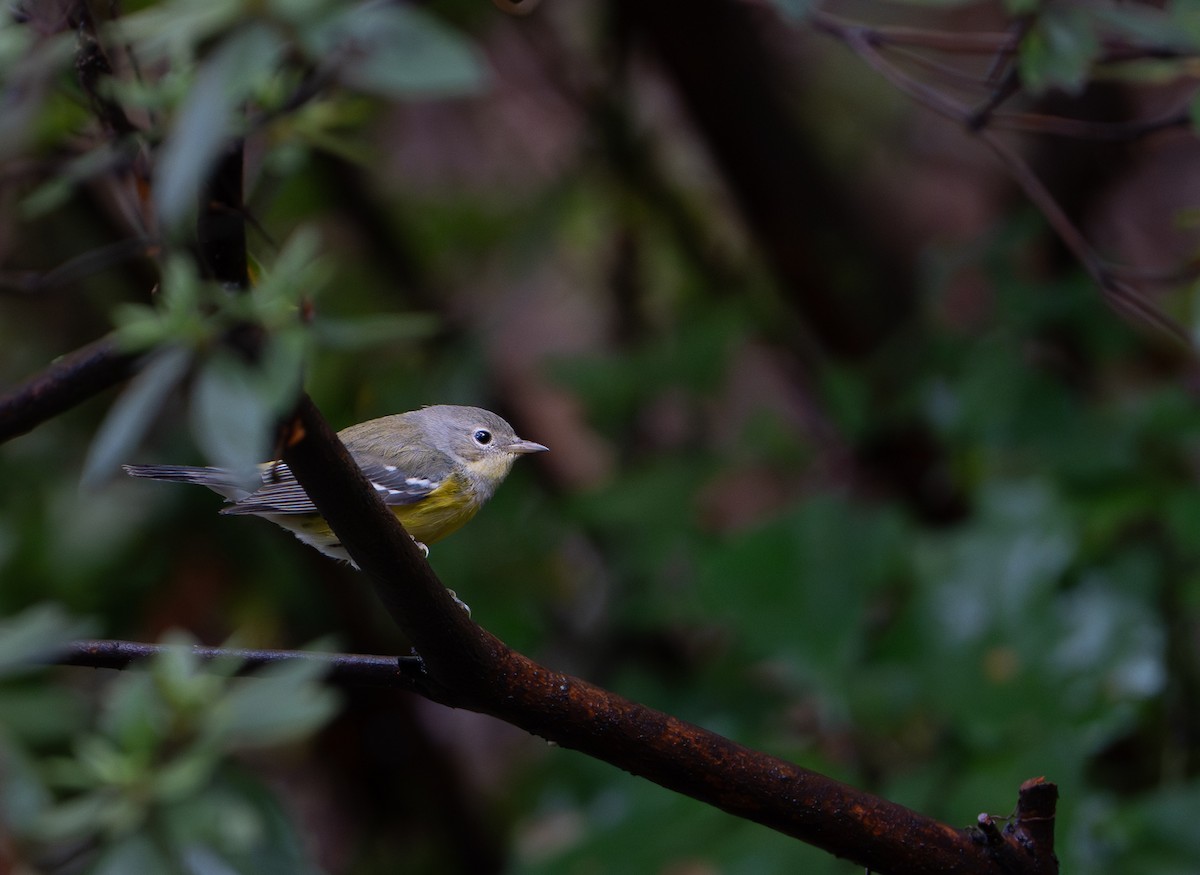 Magnolia Warbler - ML641505257