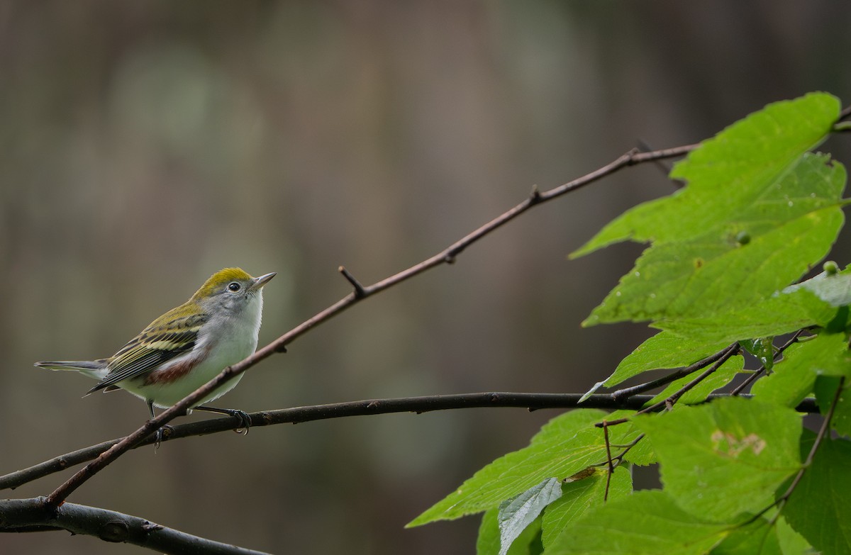 Chestnut-sided Warbler - ML641505288