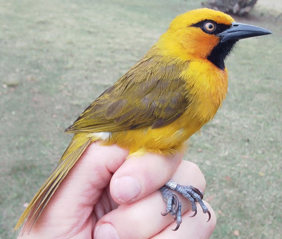 Spectacled Weaver - ML641505328