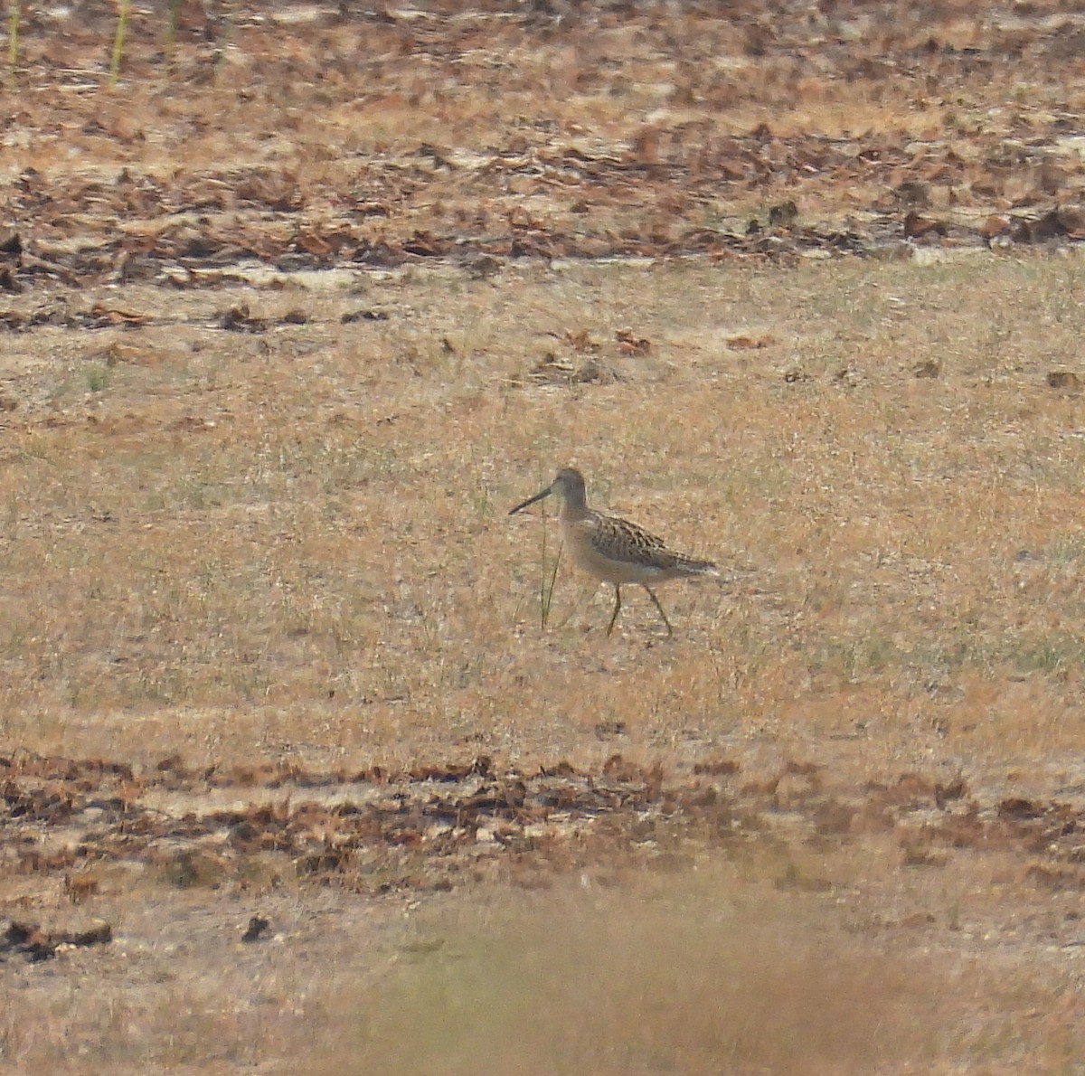 Short-billed Dowitcher - ML641505349