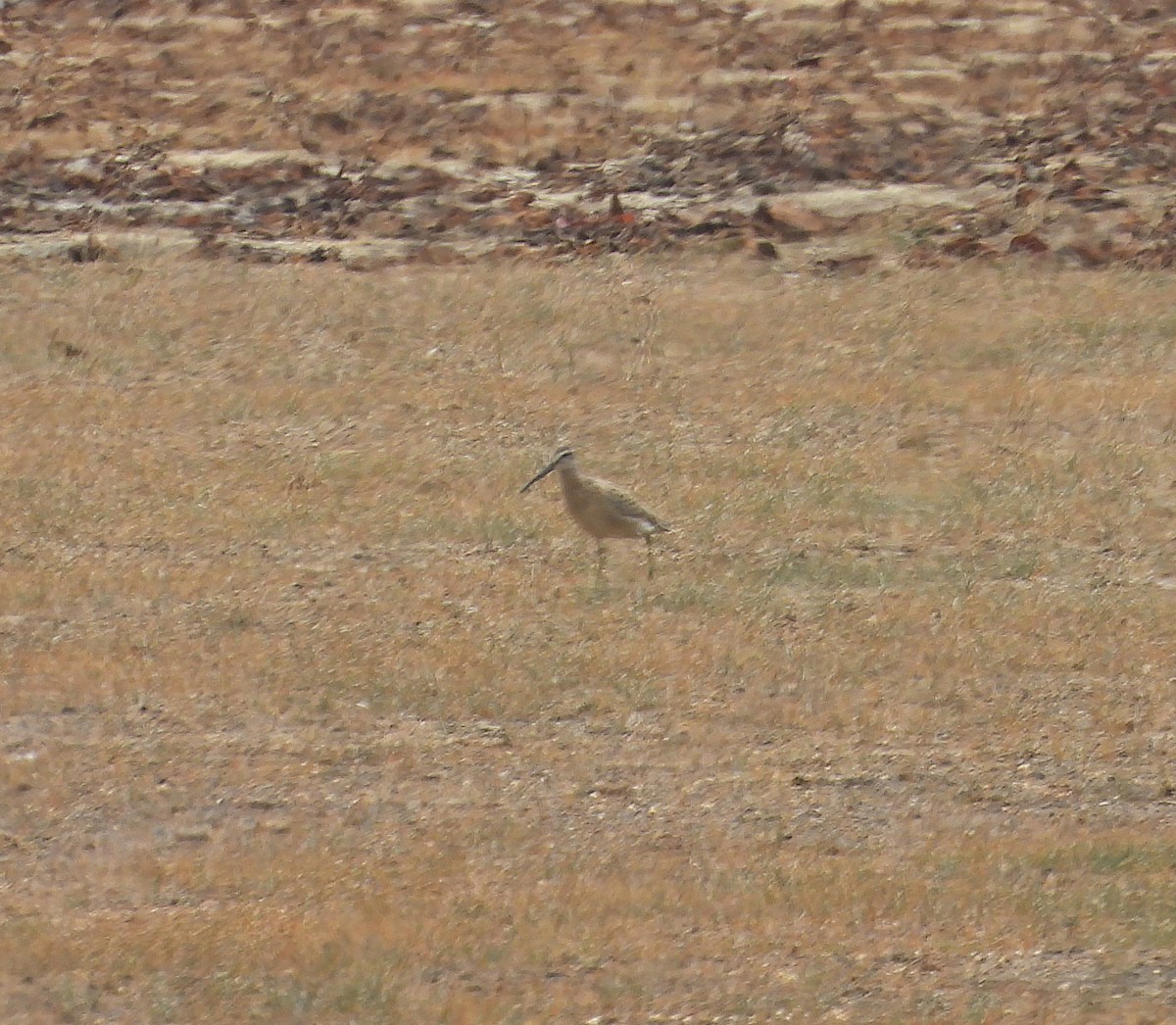 Short-billed Dowitcher - ML641505350