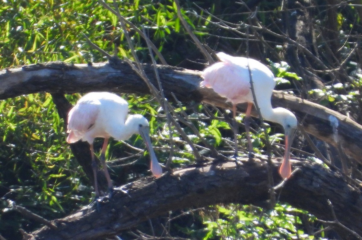 Roseate Spoonbill - ML641505373