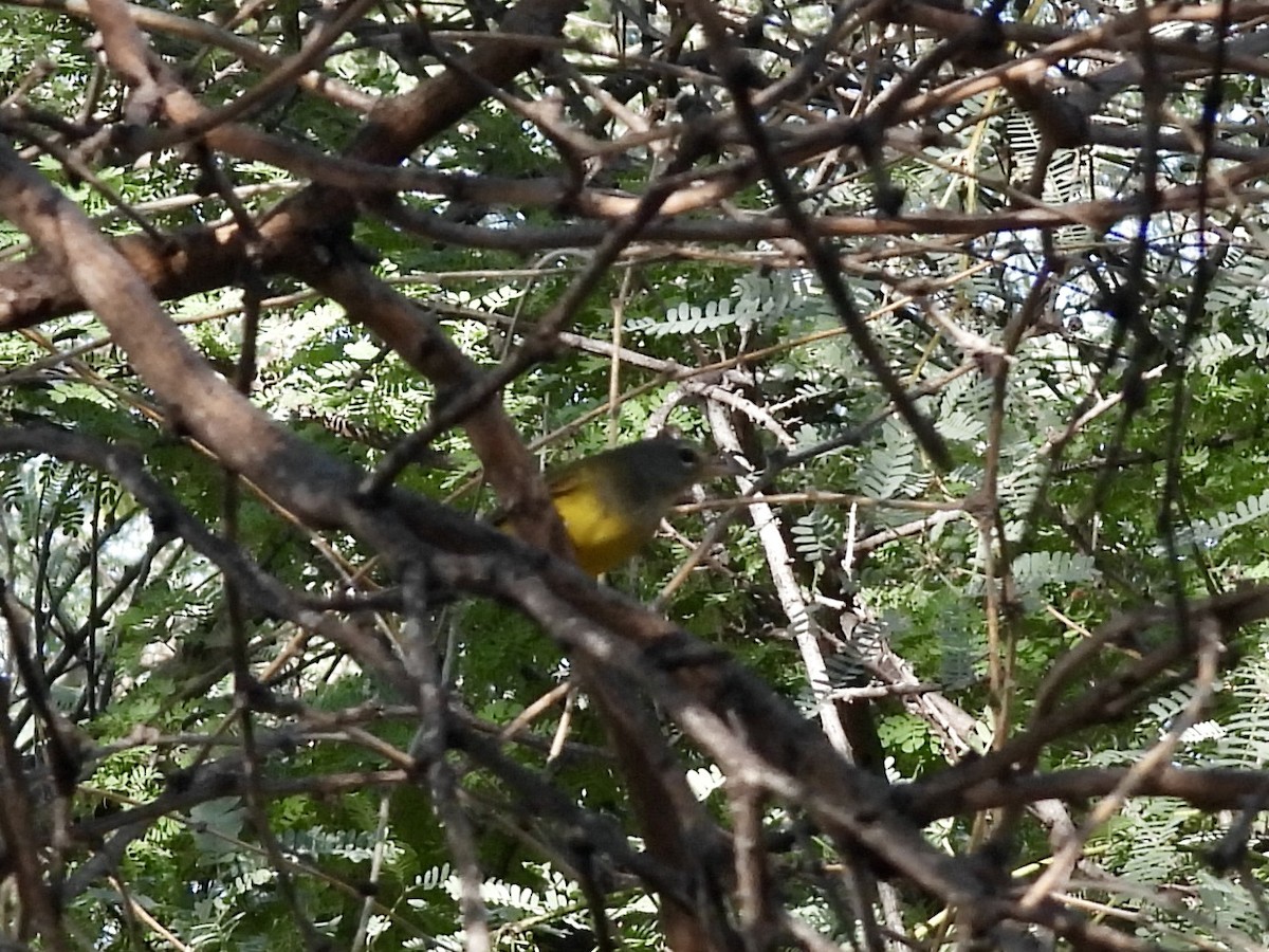 MacGillivray's Warbler - ML641505391