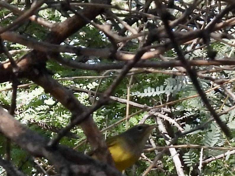 MacGillivray's Warbler - ML641505392