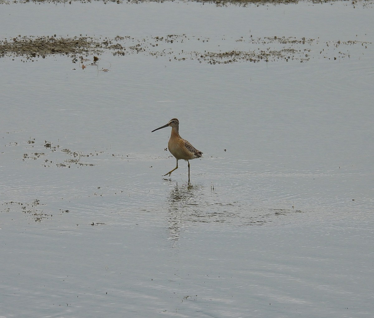 Short-billed Dowitcher - ML641505445