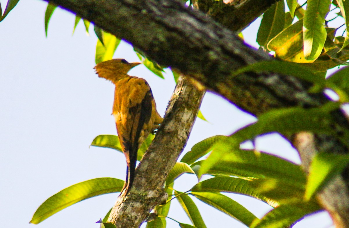 Cream-colored Woodpecker - ML641505547