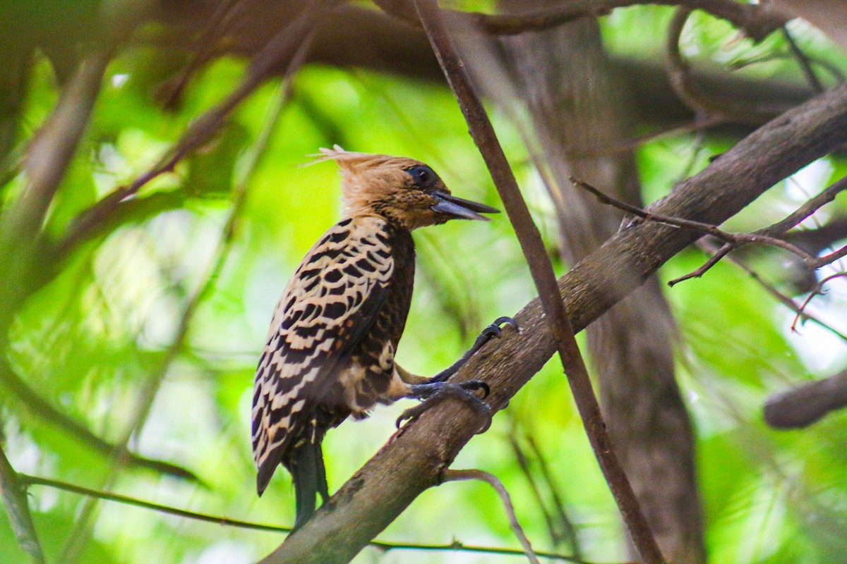 Ochre-backed Woodpecker - ML641505569