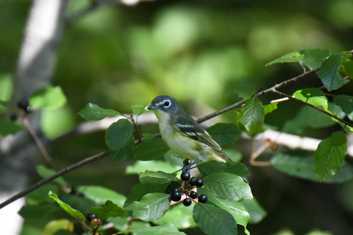eremittvireo - ML641505593