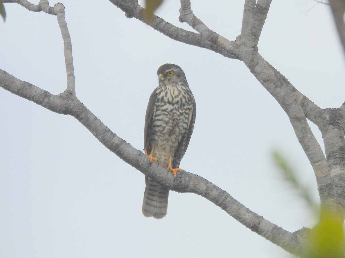 New Caledonian Goshawk - ML641505610