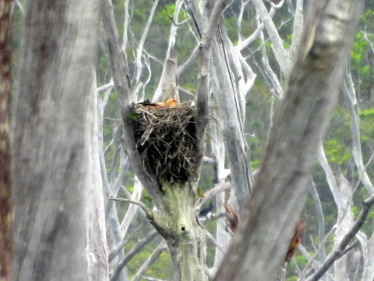 Whistling Kite - ML641505619