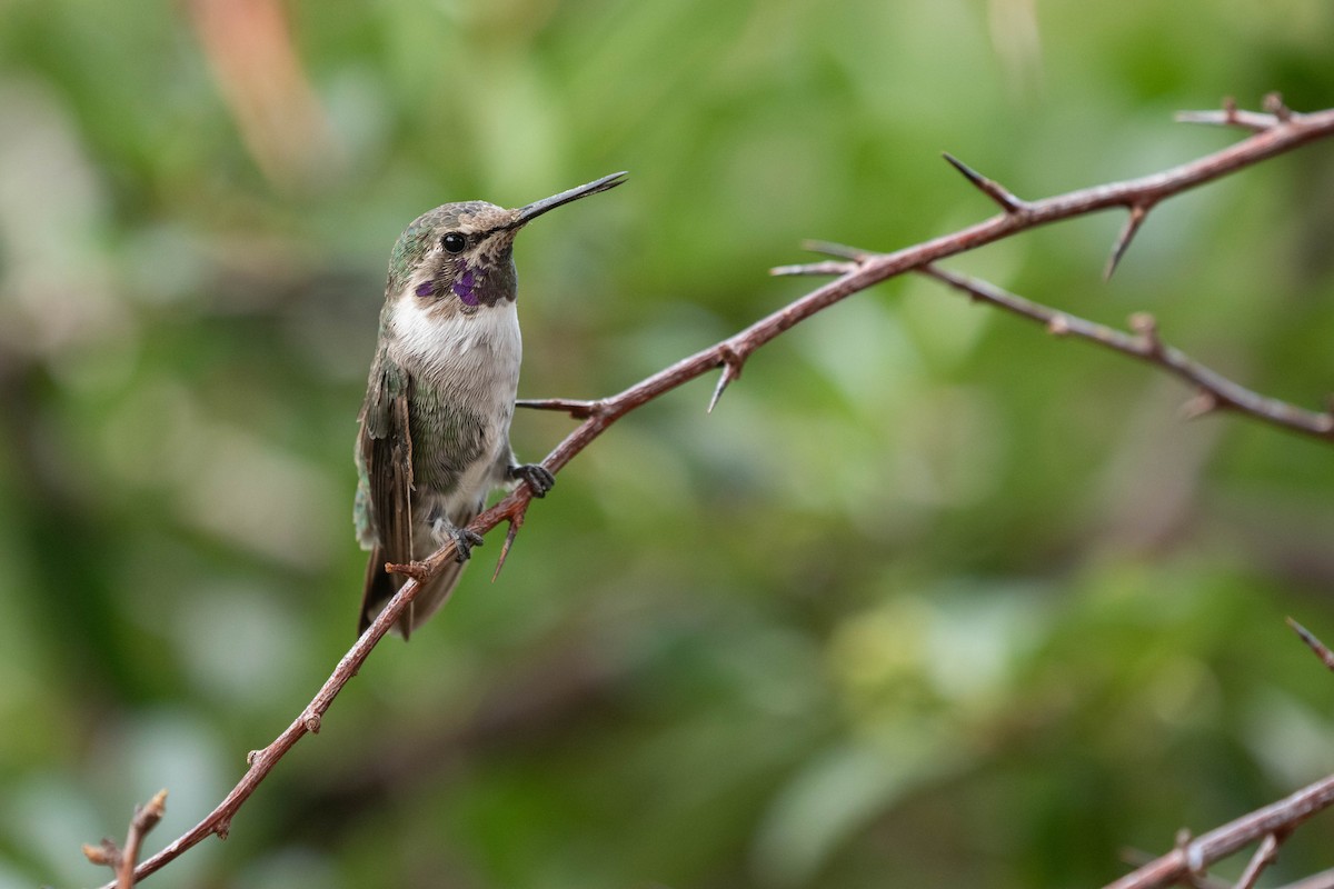 Costa's Hummingbird - ML641505620