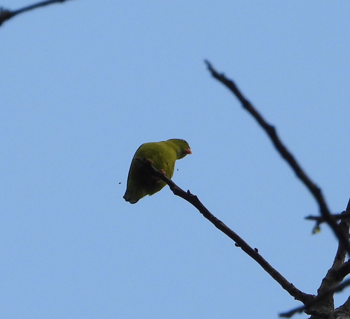 Vernal Hanging-Parrot - ML641505622