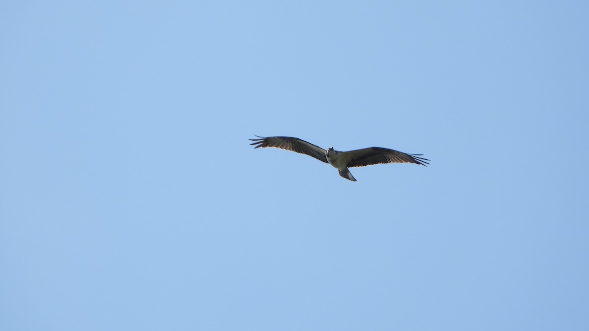 Osprey - ML641505628
