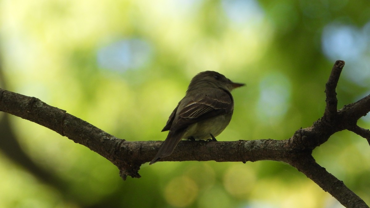 Eastern Wood-Pewee - ML641505639