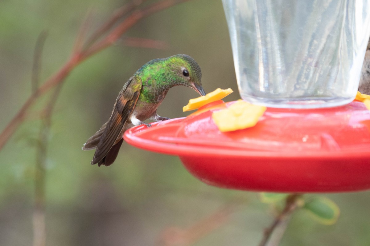 Berylline Hummingbird - ML641505649