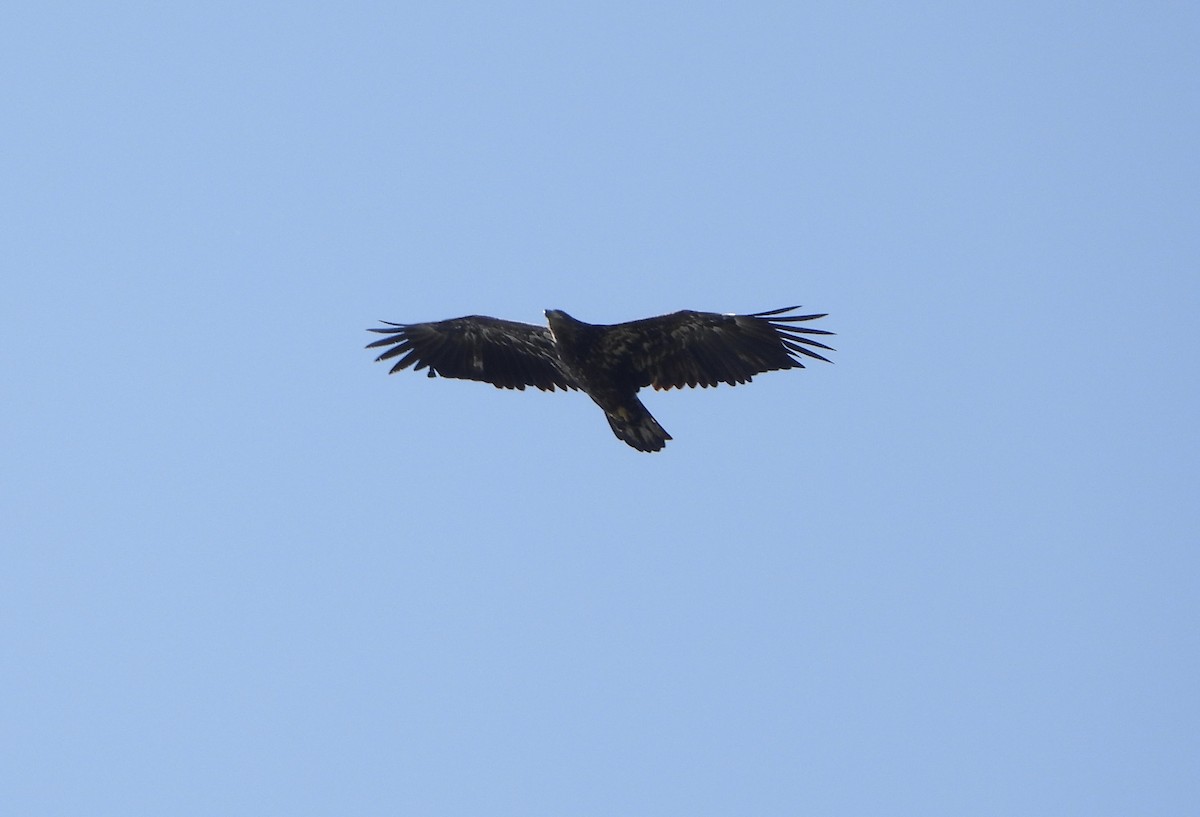 Bald Eagle - ML641505651