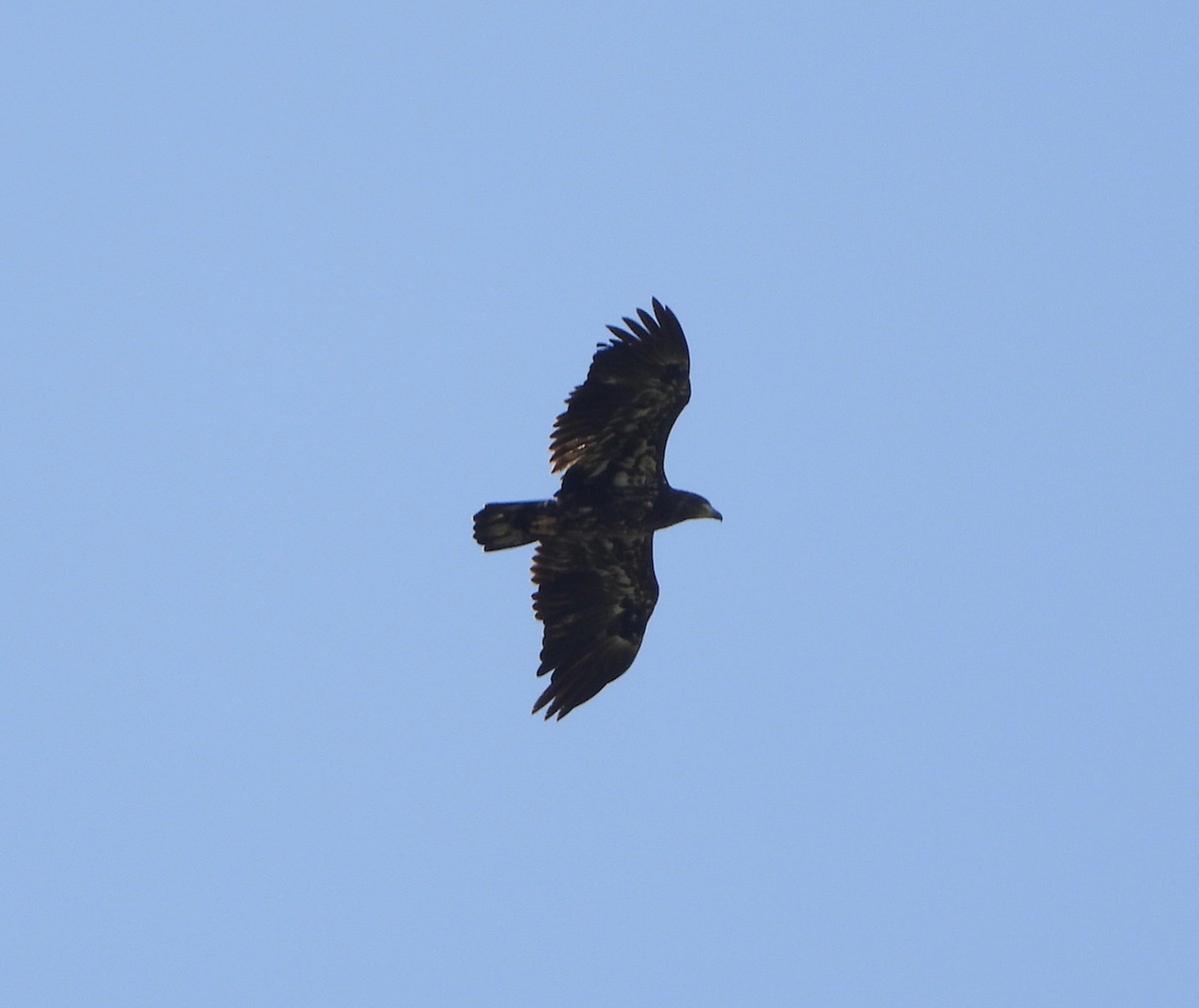 Bald Eagle - ML641505656