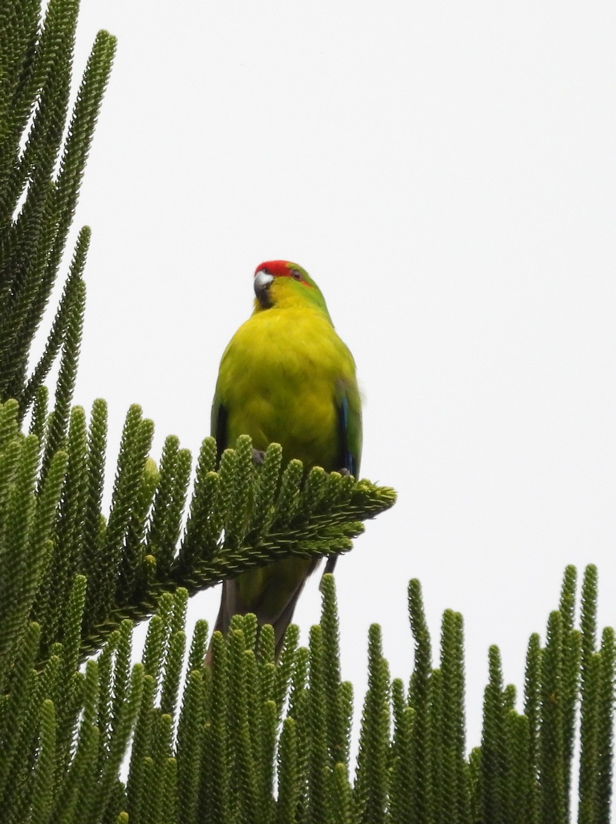 New Caledonian Parakeet - ML641505660
