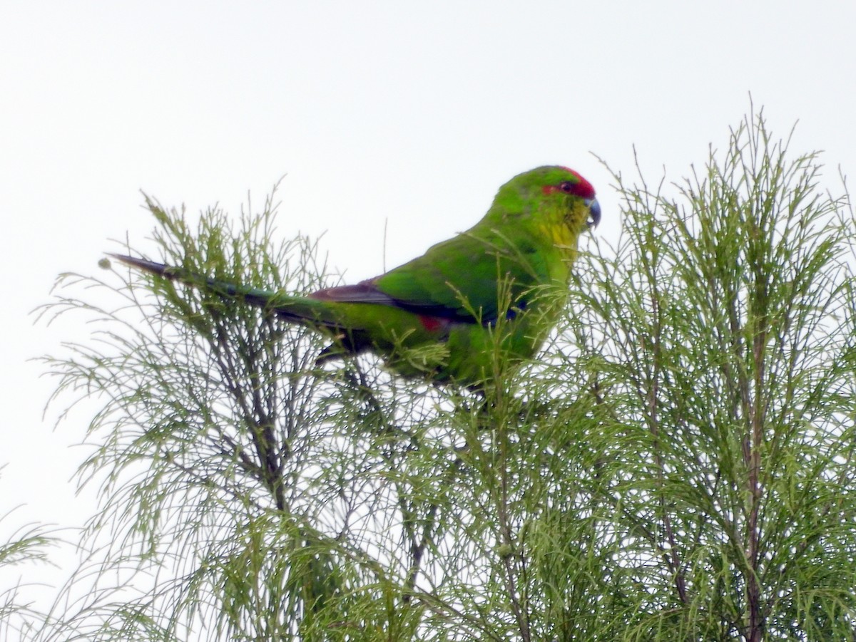 New Caledonian Parakeet - ML641505662