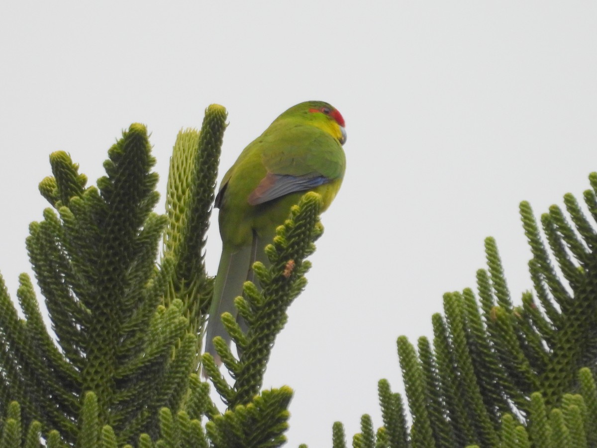 New Caledonian Parakeet - ML641505663