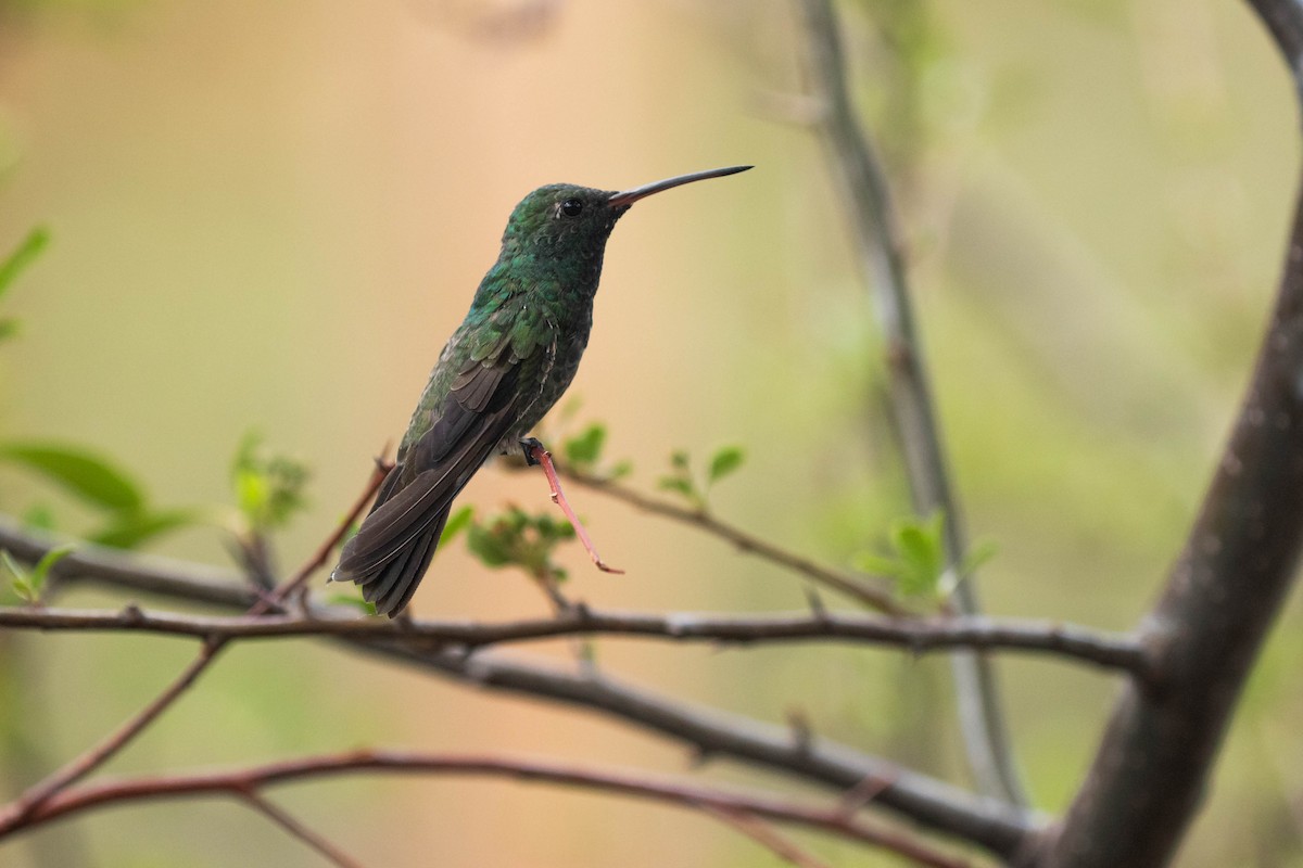 Broad-billed x Berylline Hummingbird (hybrid) - ML641505664