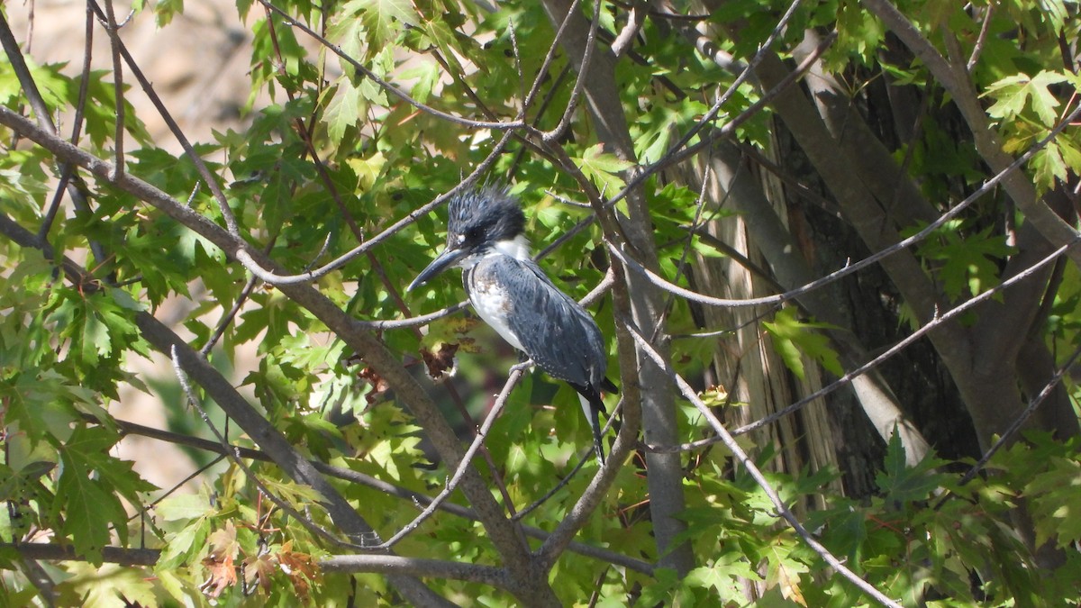 Belted Kingfisher - ML641505674