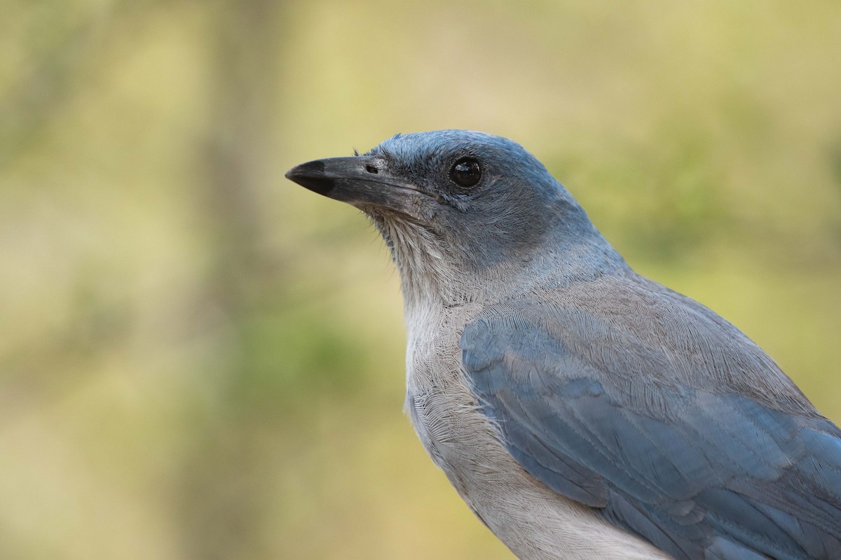 Mexican Jay - ML641505695