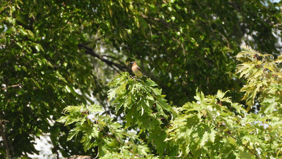 Cedar Waxwing - ML641505706