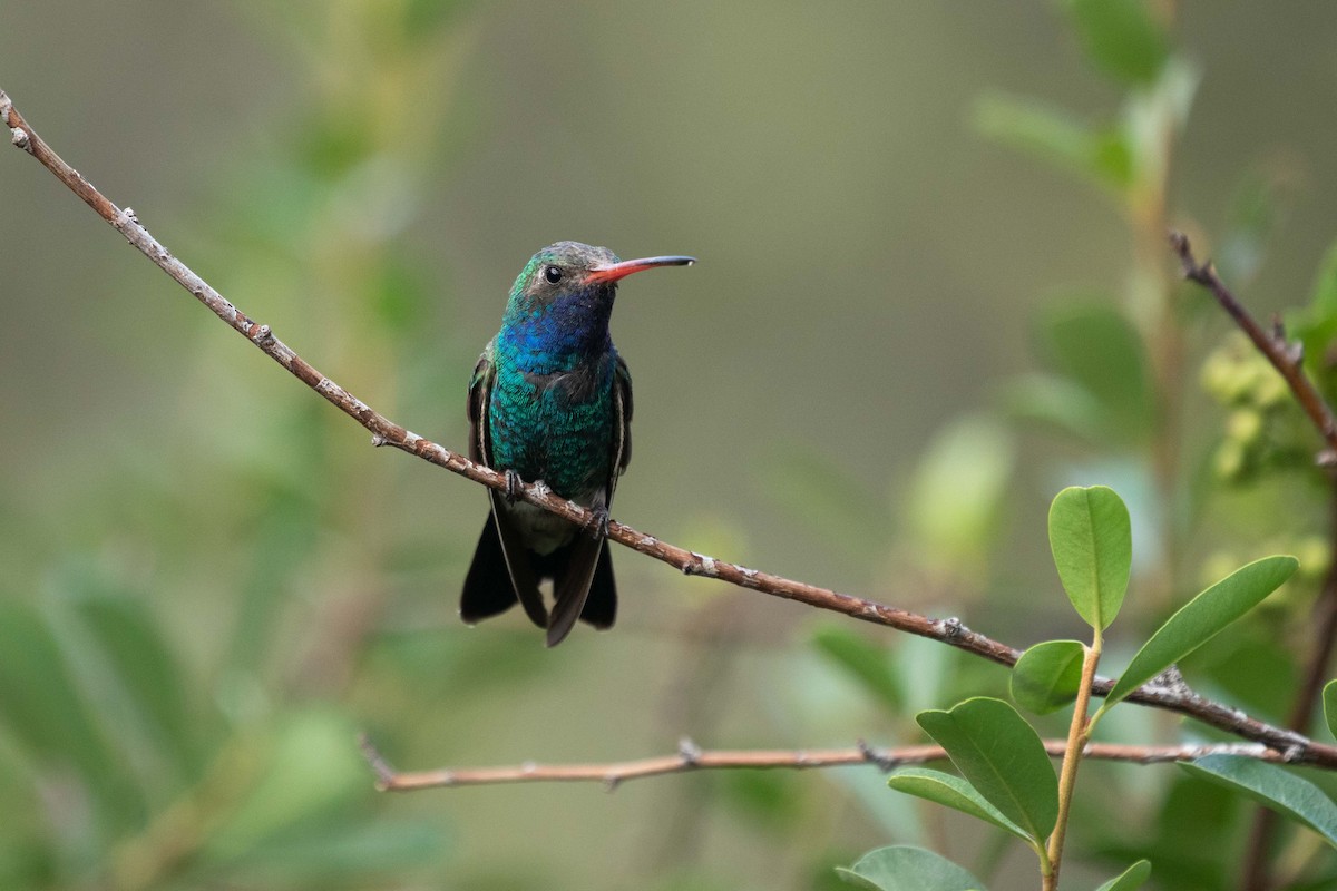 Broad-billed Hummingbird - ML641505709