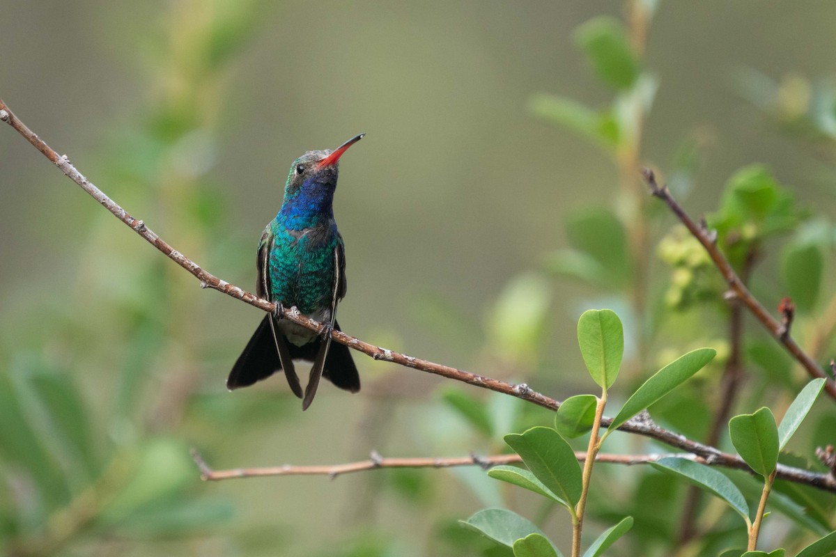 Broad-billed Hummingbird - ML641505710
