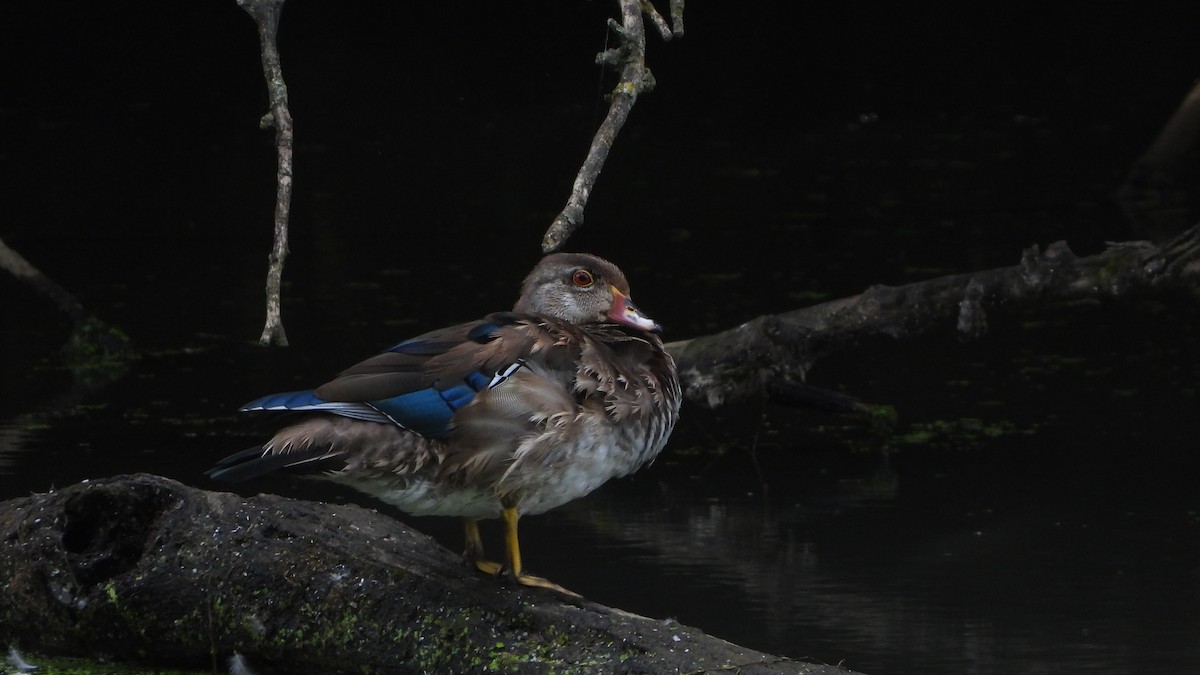 Wood Duck - ML641505728