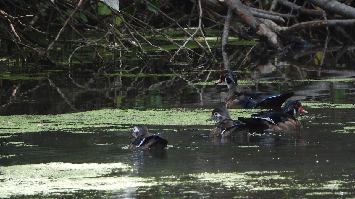 Wood Duck - ML641505737