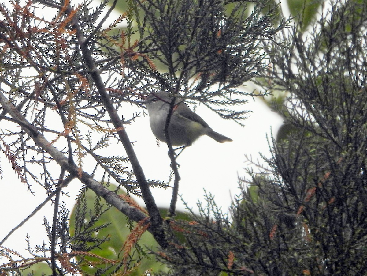 Fan-tailed Gerygone - ML641505753