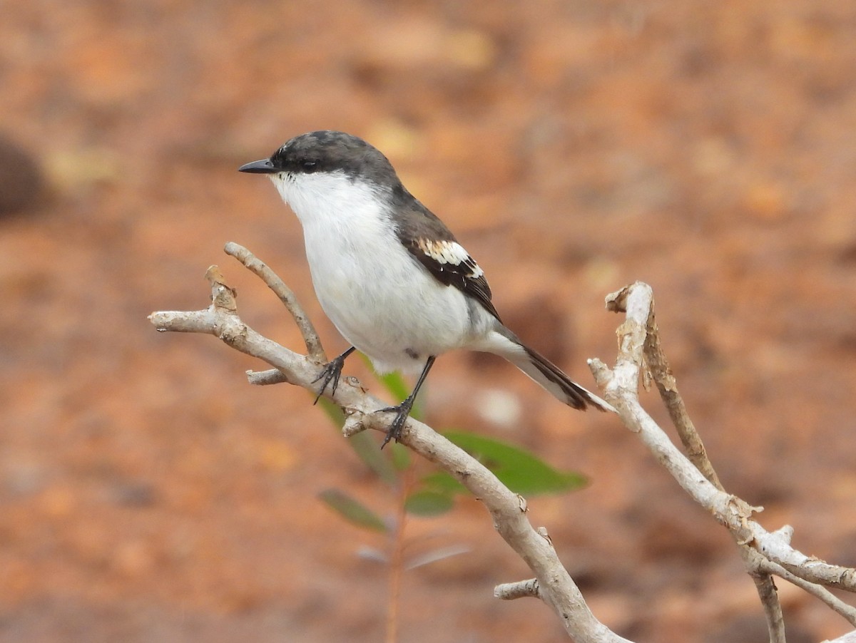 Long-tailed Triller - ML641505770